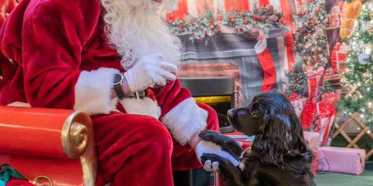 Santa Paws comes to town: Cofton Holidays opens doggy Christmas Grotto
