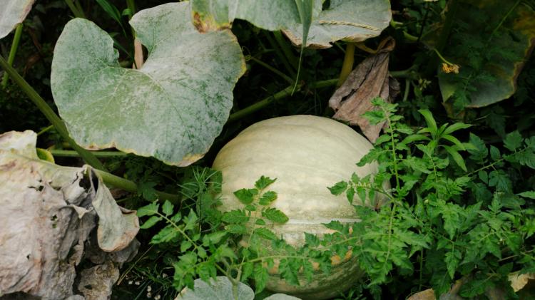 Gardening: the quiet January decisions that define a great garden