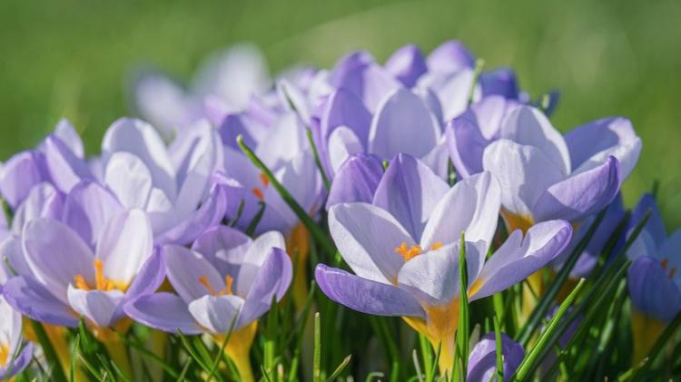 Gardening: The plot thickens this March