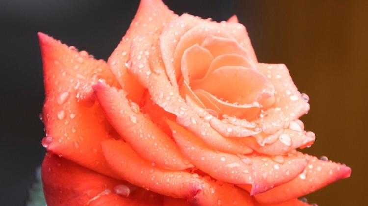 Gardening: A season of surprises as gardens begin to wake