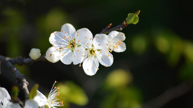 Glory of spring and plum blossoms Pic neelam279 on Pixabay