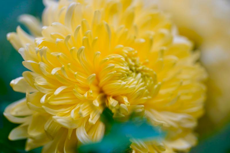 Chrysanthemums