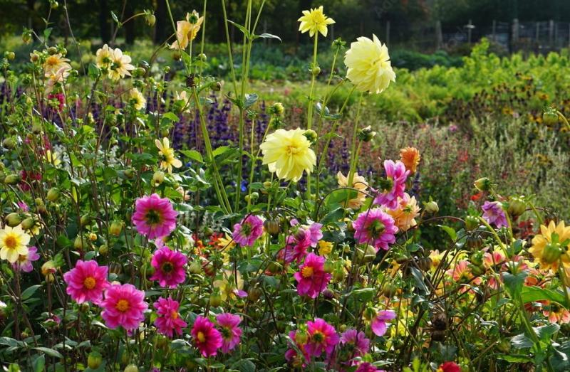 Look after your Dahlias