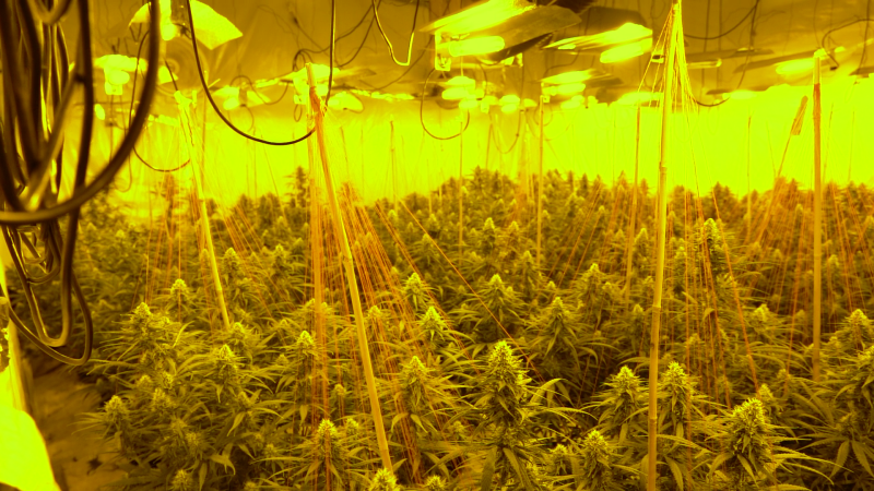Cannabis growing