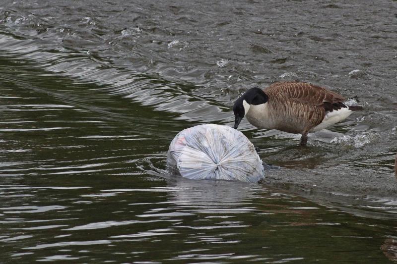 Polluted rivers