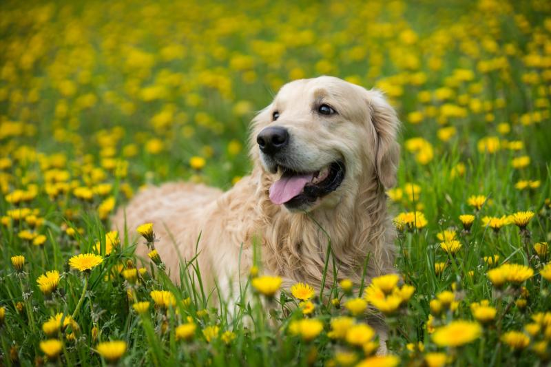 Happy dogs