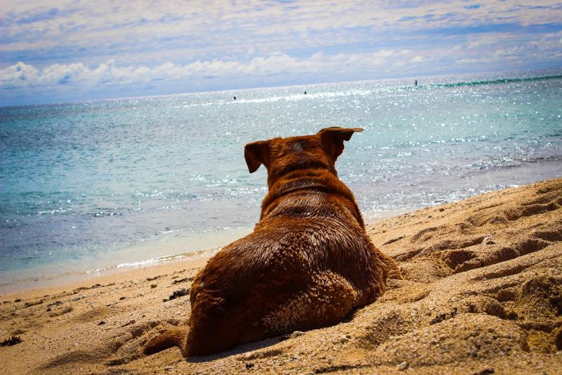 A dog's holiday
