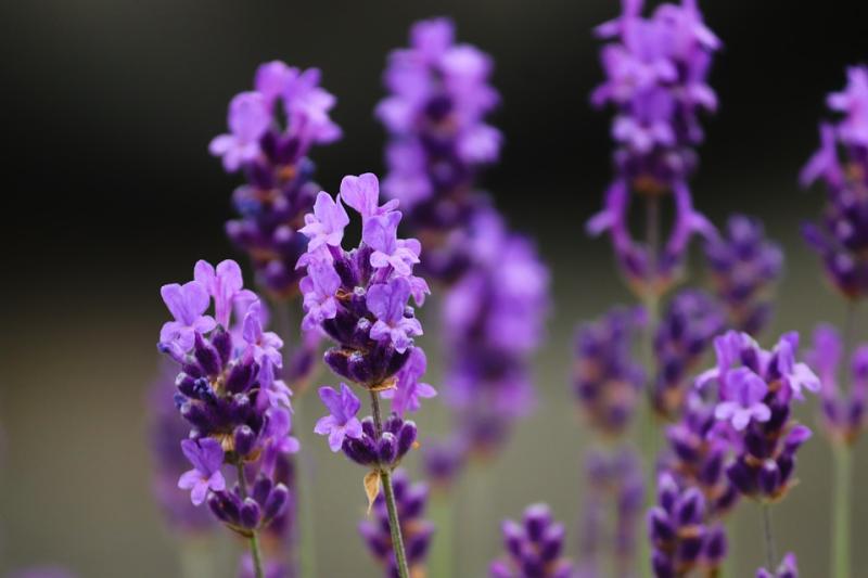 Lavender