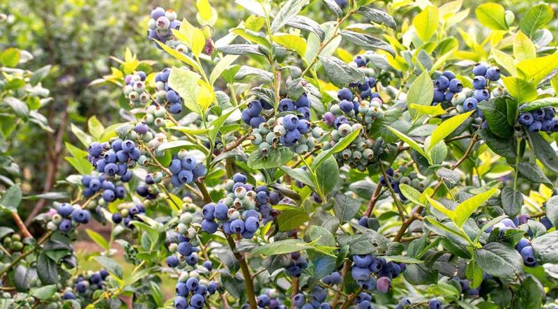 Blueberry bushes