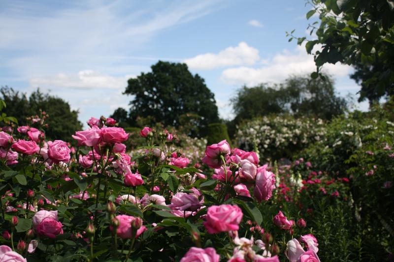 When roses rule