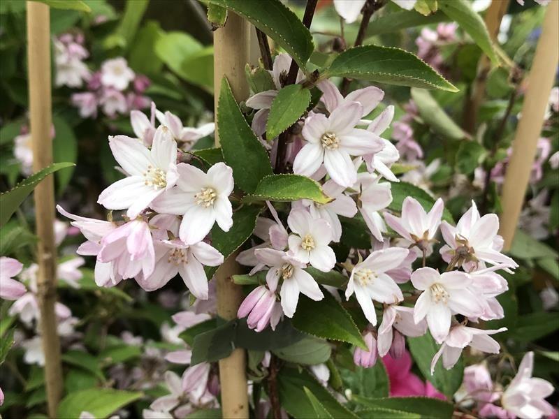 Deutzia
