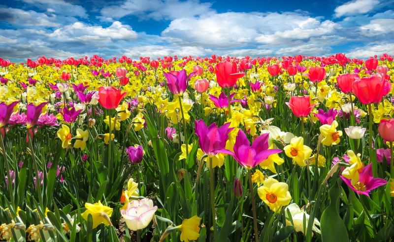 Time for tulips