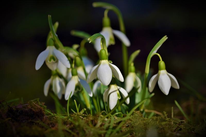 Snowdrops