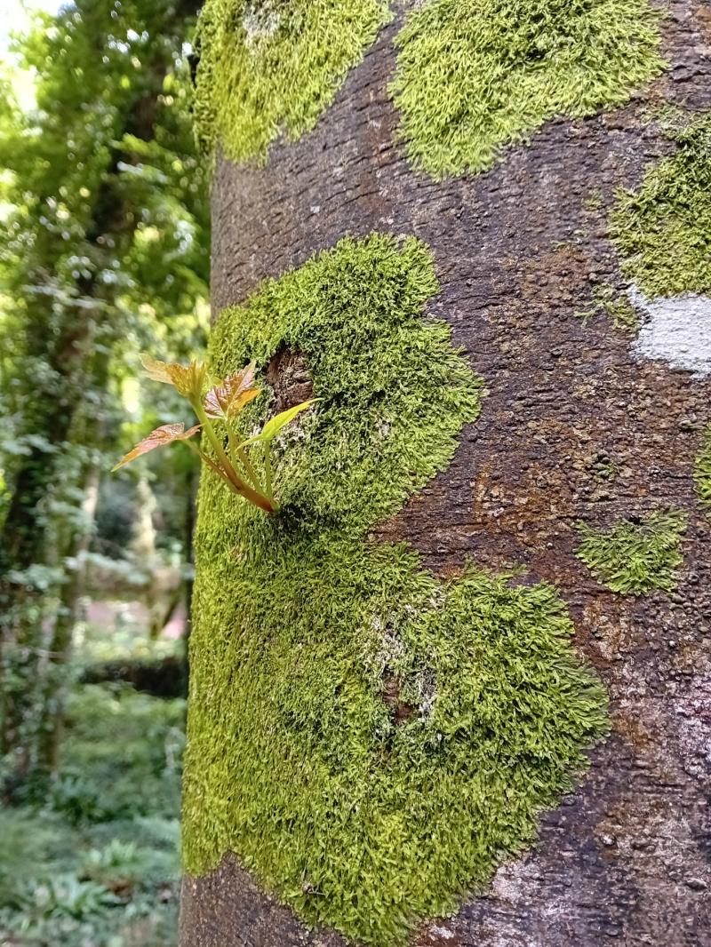Norway Maple