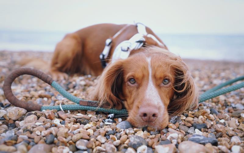 Tangle beach dog staring at camera