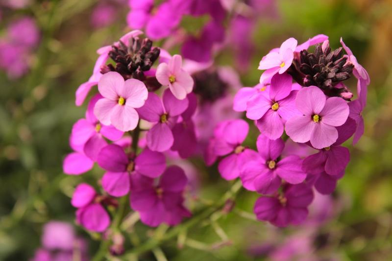 Wallflowers