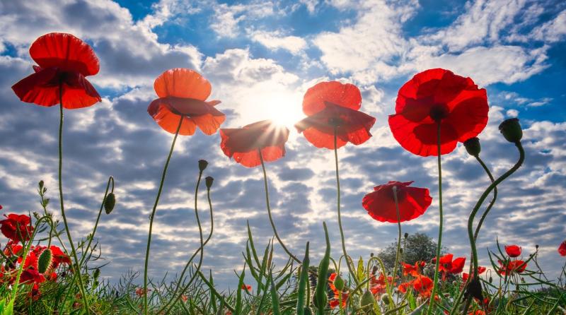 Poppy Day