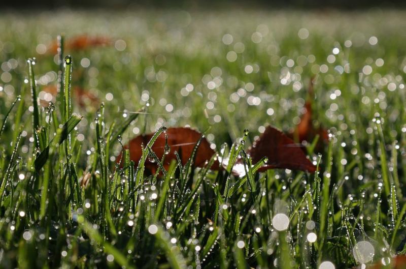 Winter gardening