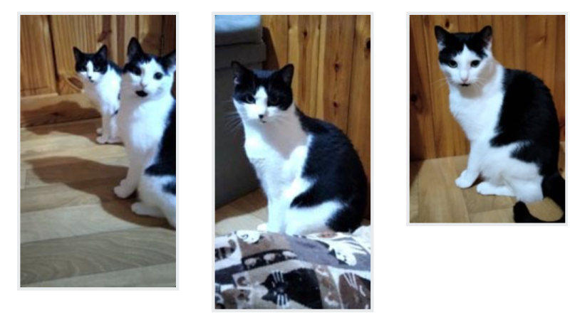 Cats looking for a home