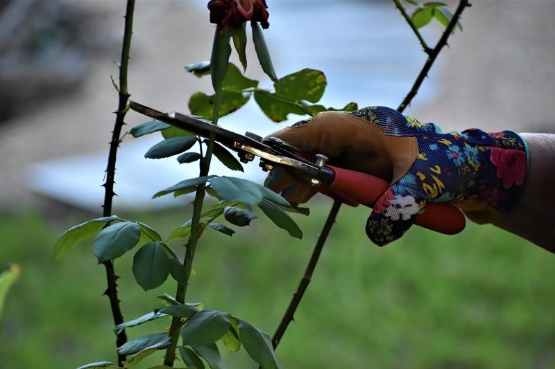 Rose pruning