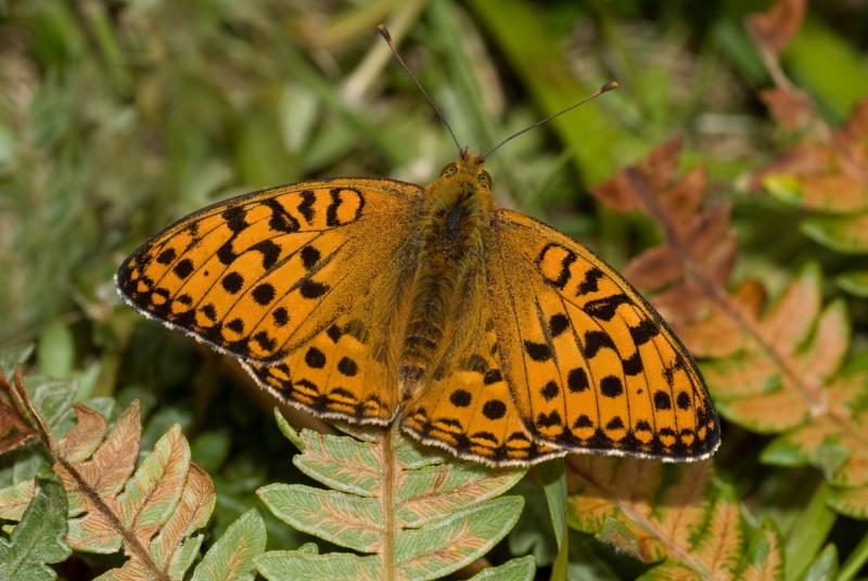 High Brown Fritillary Butterfly - Chris Root