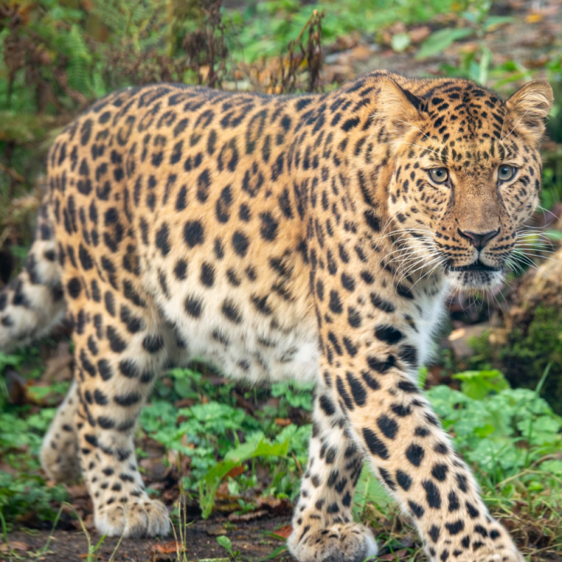 Amur leopard