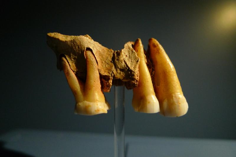 Britain's First Modern Human