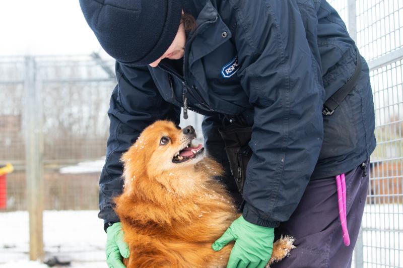 RSPCA
