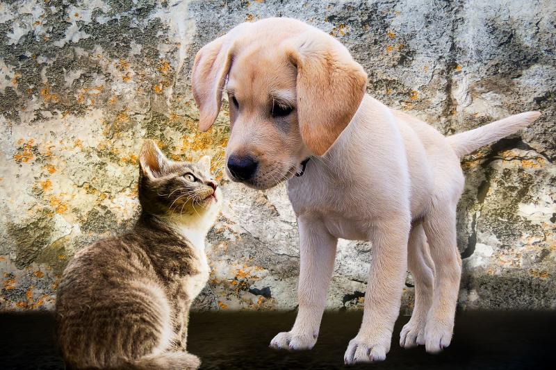 Pets