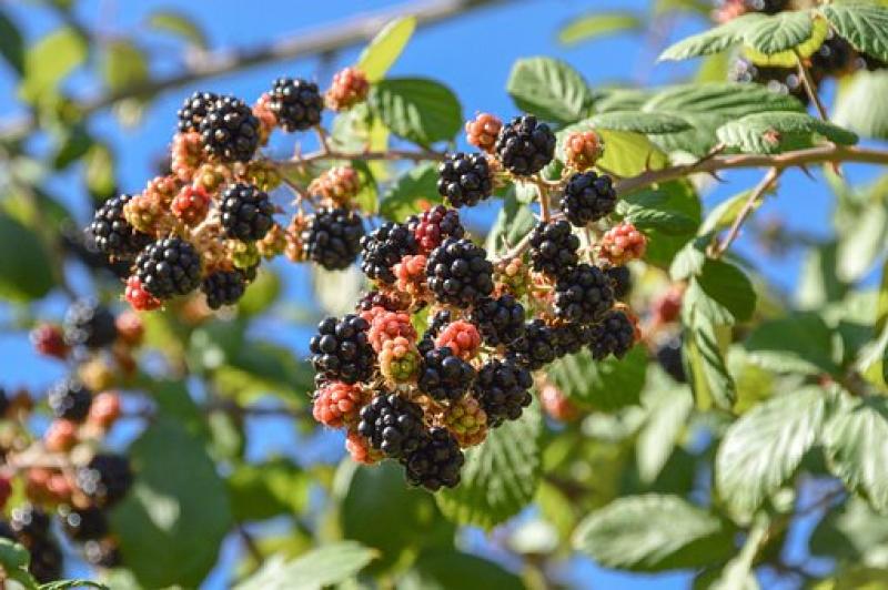 Fruit trees Pic Pixabay
