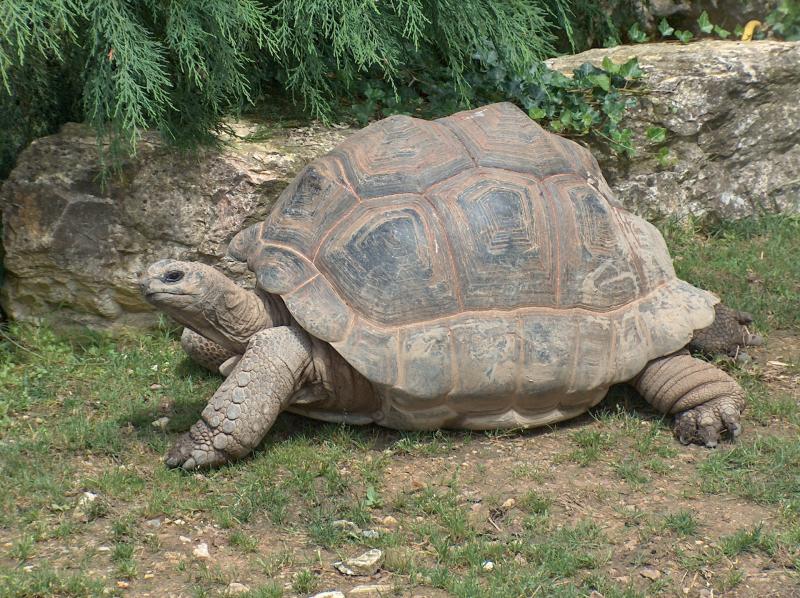 Aldabra giant tortoise Pic Wikimedia