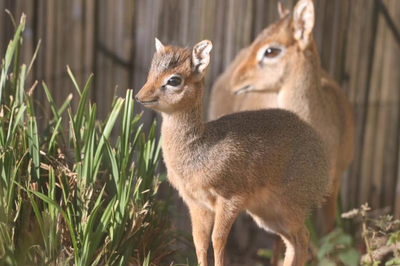 Paignton Zoo welcomes adorable new arrival