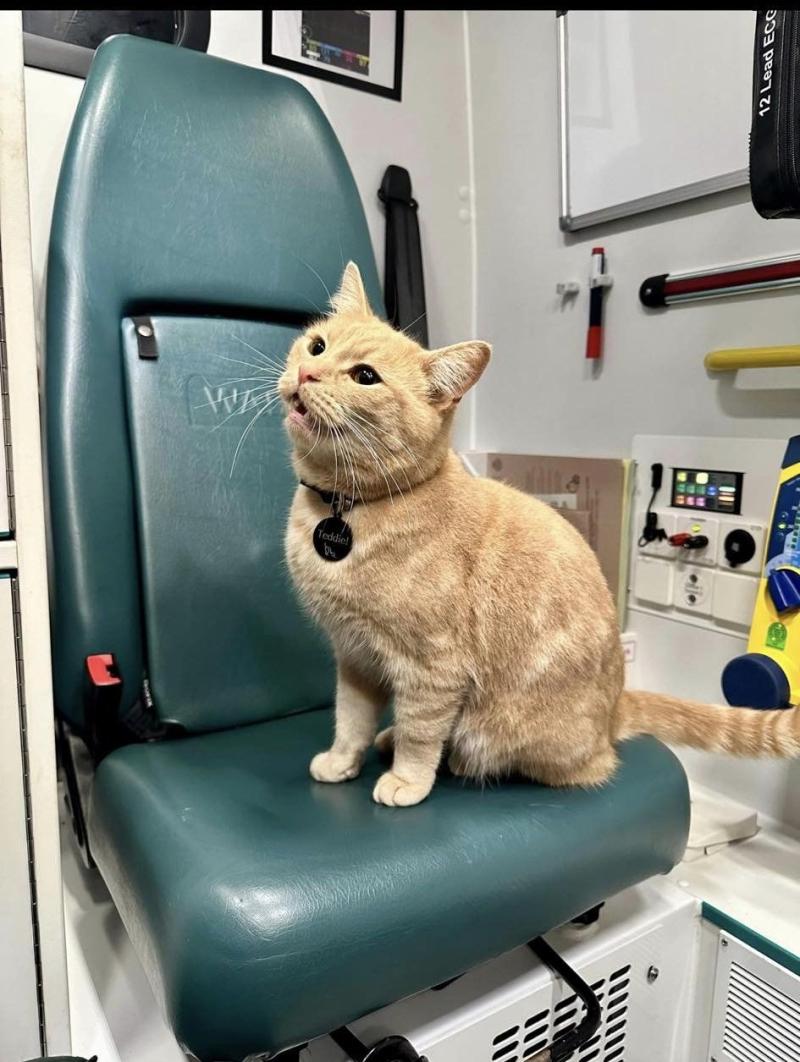Torquay's most famous cat goes missing