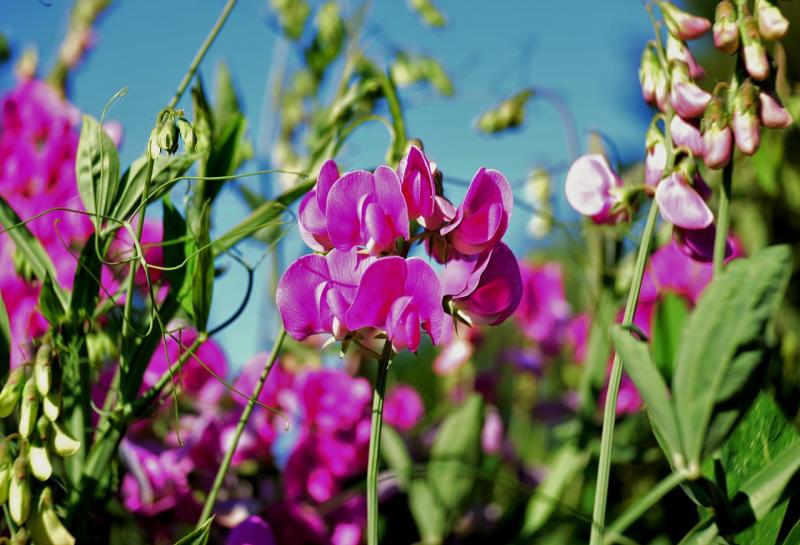 Gardening with Pat Duke