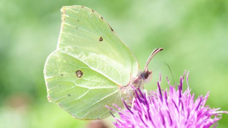 Early signs of spring becoming the new norm, says the Woodland Trust