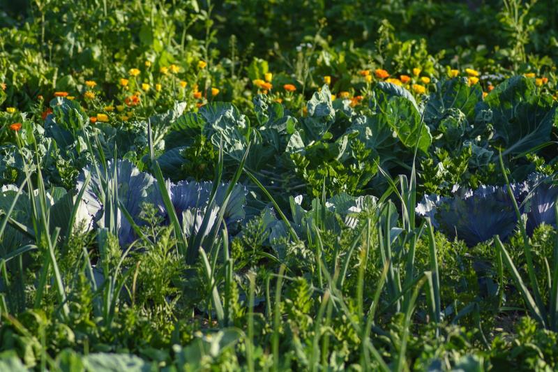 Gardening with Pat Duke: Lets spring into action and think about disrupting the status quo