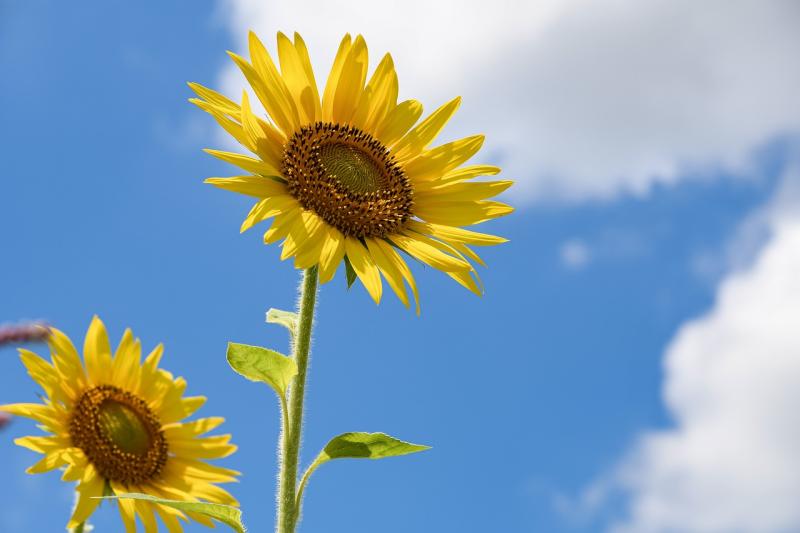 Light relief: It's time to enjoy the perfect antidote to modern life