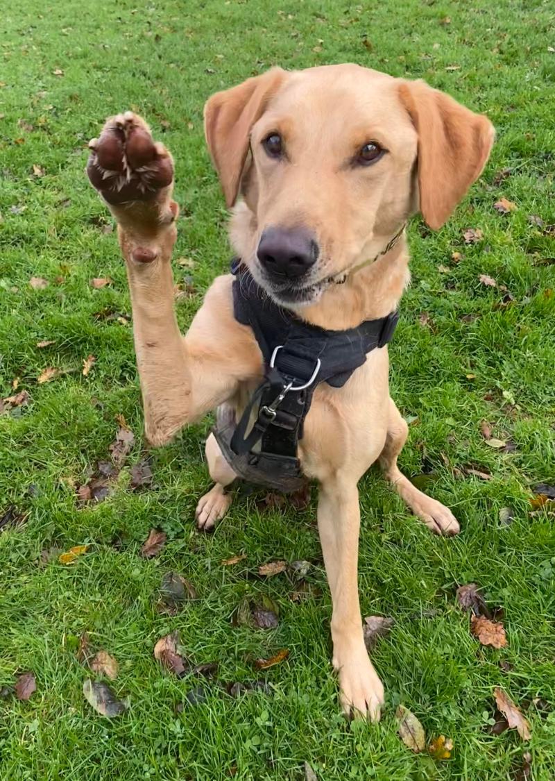 Labrador-cross Otis is still in in rescue after two years
