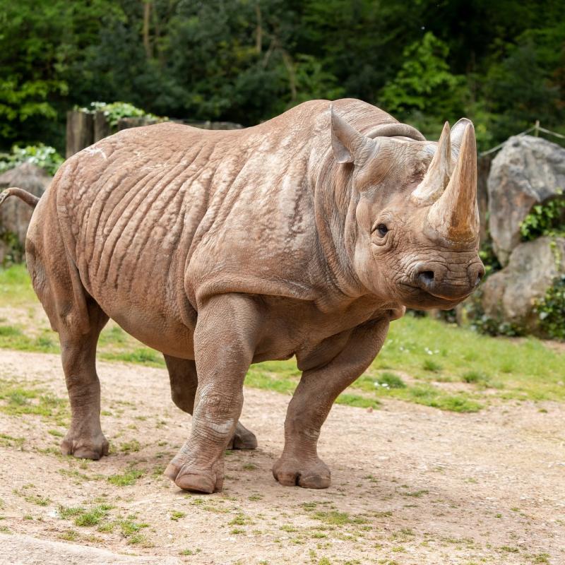 Paignton Zoo's famous rhino dies