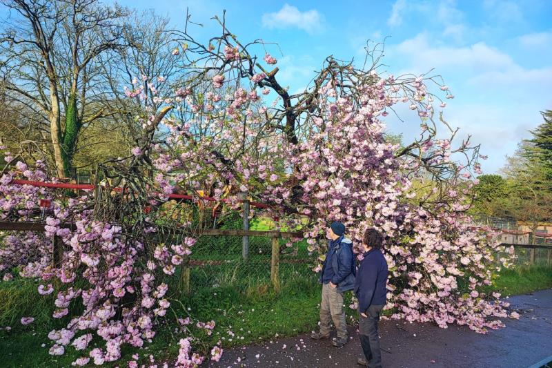 Paignton Zoo staff ‘devastated’ after loss of iconic tree