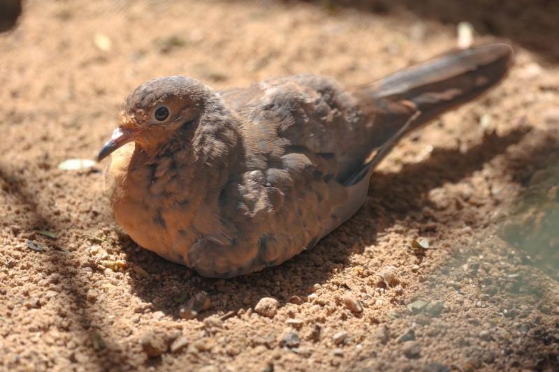 ‘Extinct’ bird hatches at Paignton Zoo