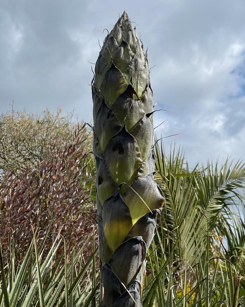 Mysterious plant in South Devon flowers for first time in 12 years