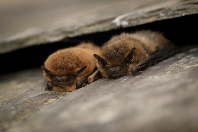 Devon charity wants ‘bat detectives’ for nighttime investigation