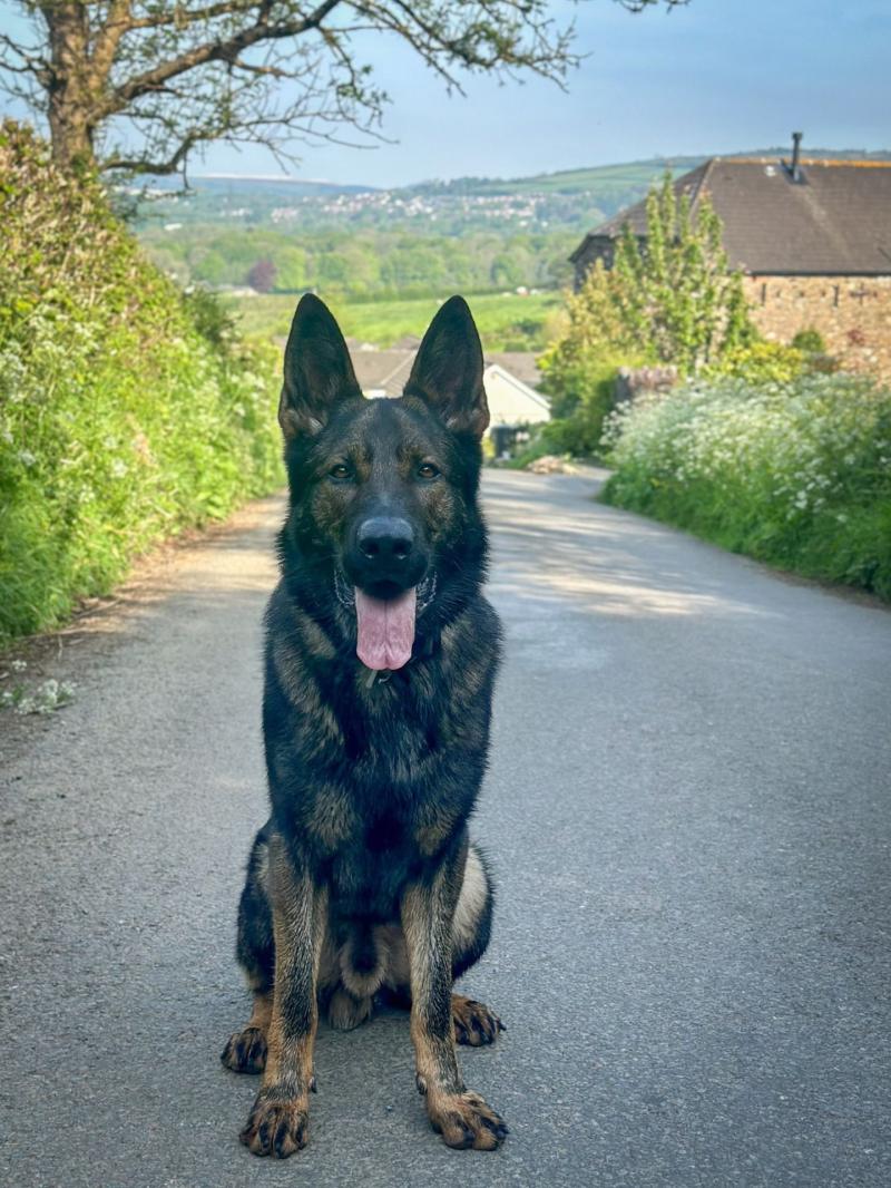 Torquay police dog helps in arrest of machete wielding man