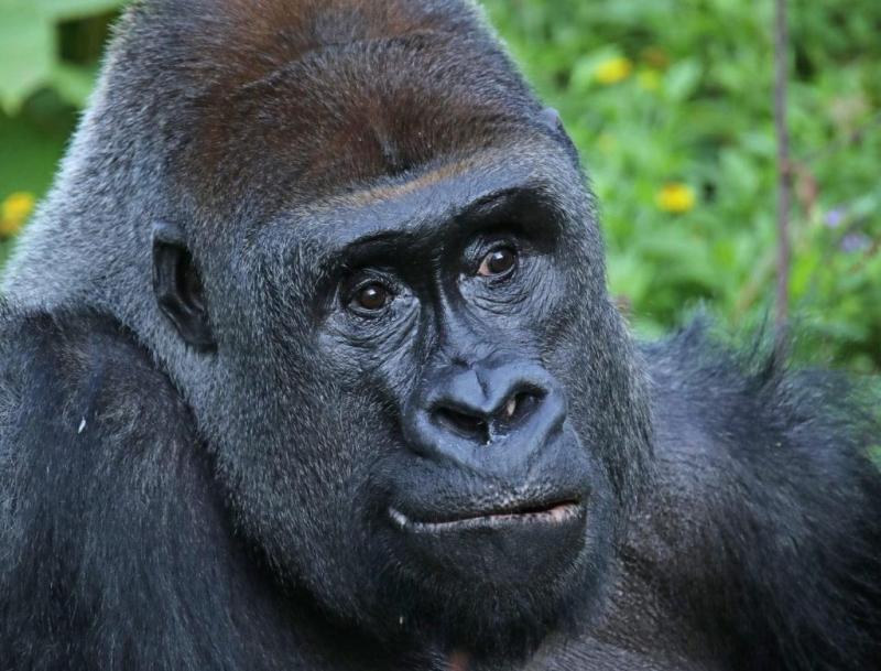 Paignton Zoo announces the loss of its famous gorilla