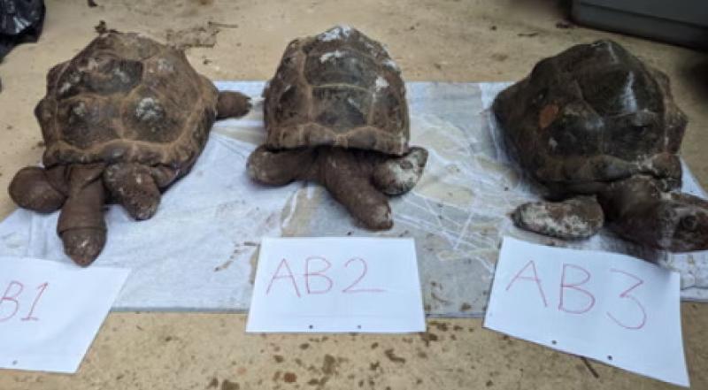 RSPCA figures show shocking extent of animal cruelty in Devon