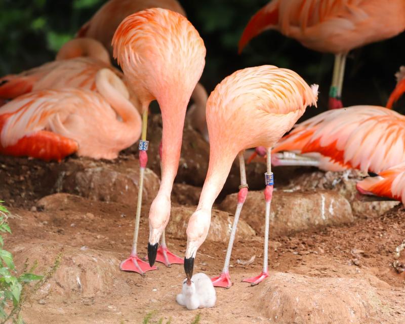 Same sex flamingo couple successfully hatch an egg together at Paignton Zoo