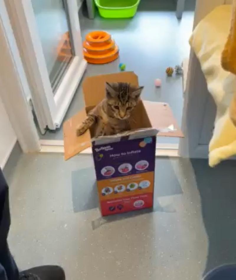 Appeal for information after kittens found taped inside a box in Torquay