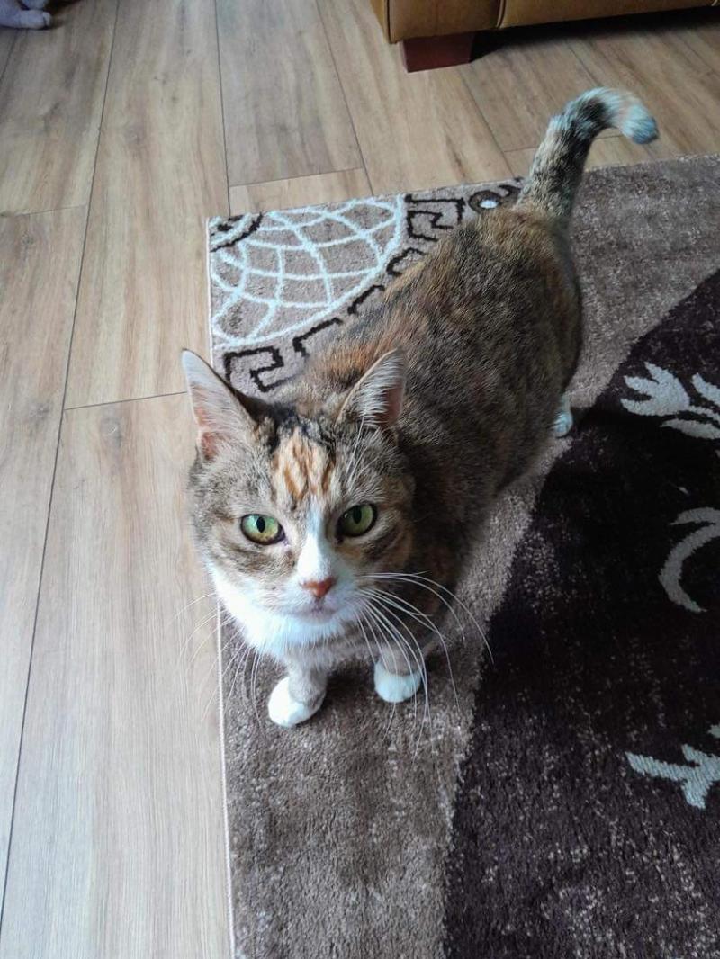 The cat at the centre of the Moggie Mystery