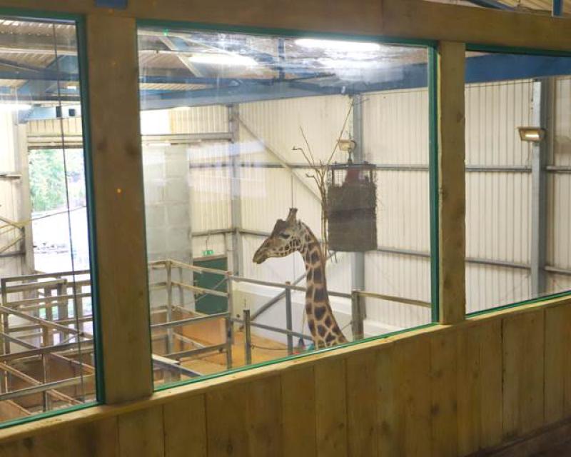 Paignton Zoo to re-open famous Giraffe House to the public